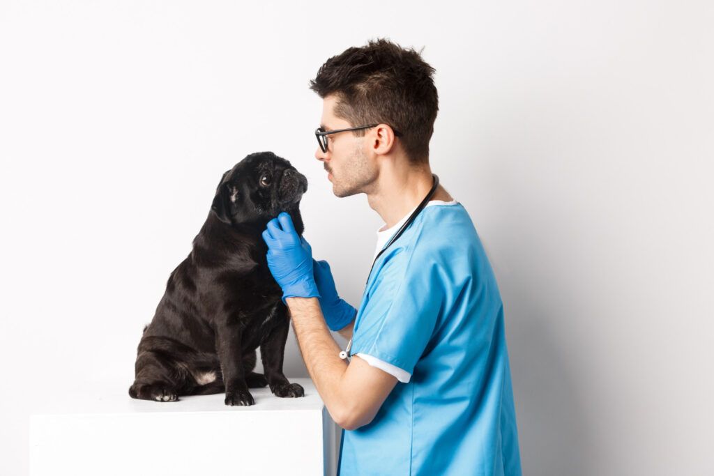 cabinet-veterinar-sector-4-1