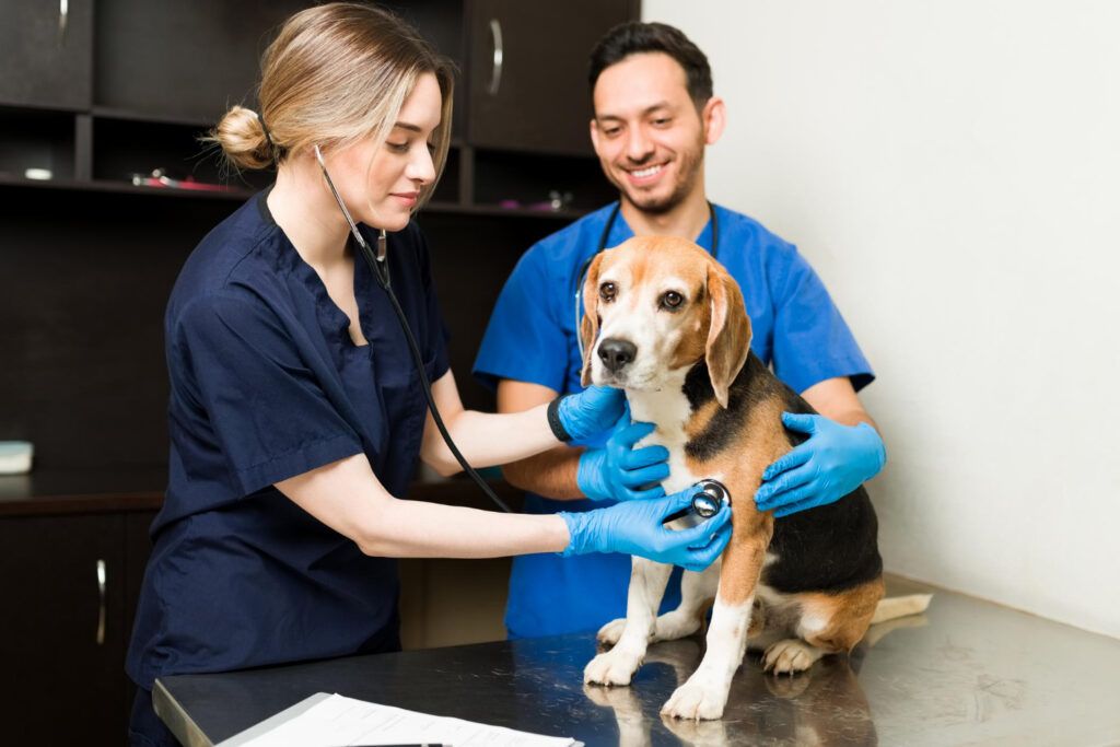 cabinet-veterinar-sector-4-2